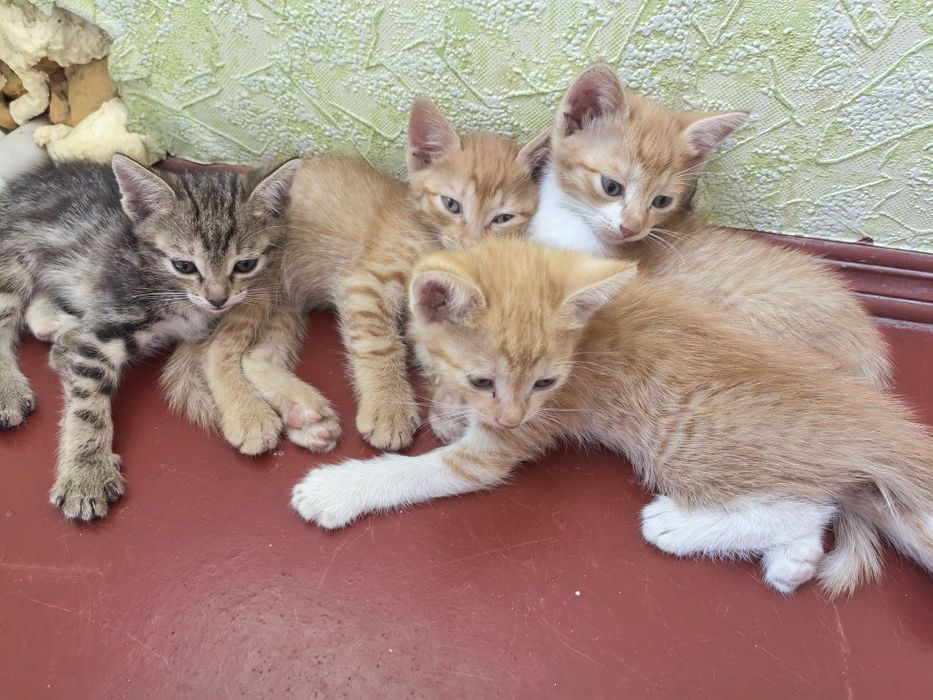 Котята бесплатно