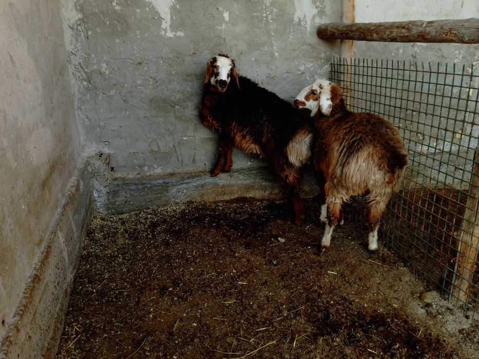 Moda barralar sotiladi