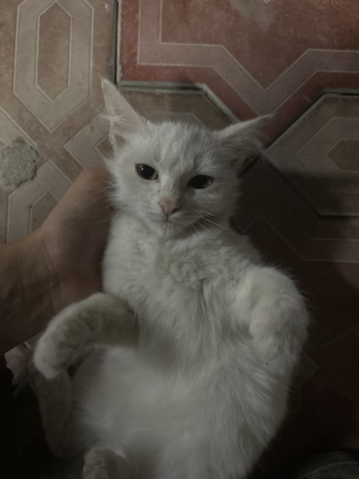 Кошка в добрые руки, 3 месяца