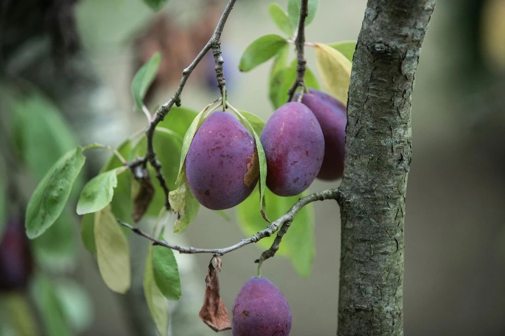 Продам местные  саженцы сливы