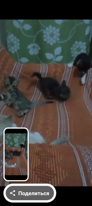 Катята ест мальчики