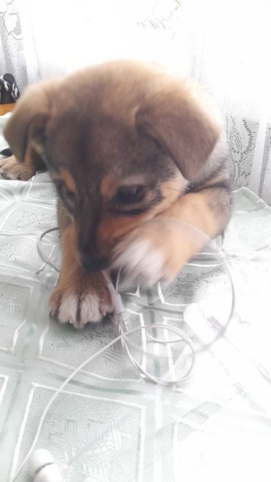 Щенок собака девочка 2 месяца,очень добрая ,уличная.