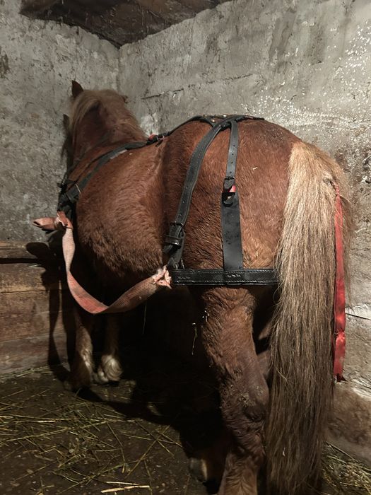 Vand  sau schimb ponei armasar