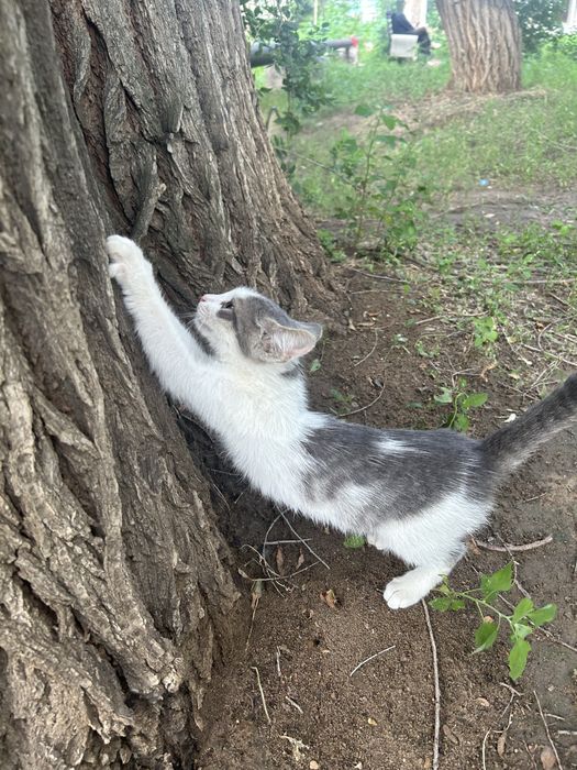 Милый котик мальчик 3 месяца