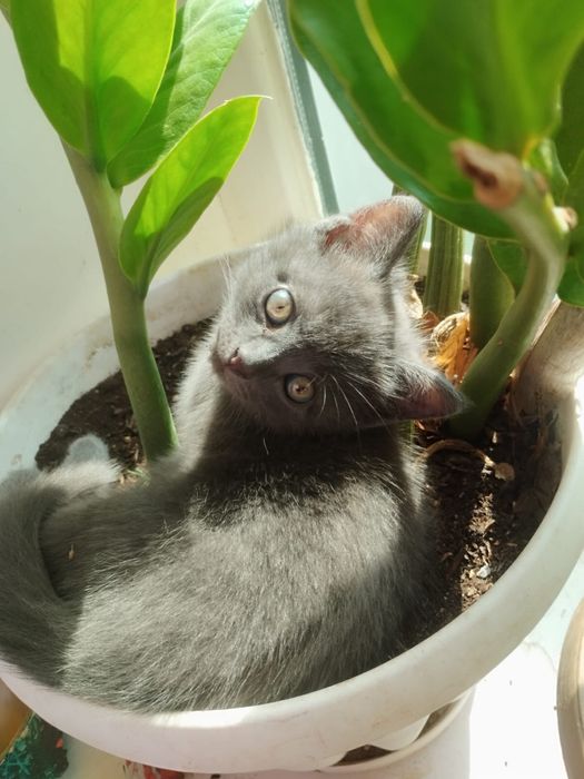 Отдам котят в добрые руки.