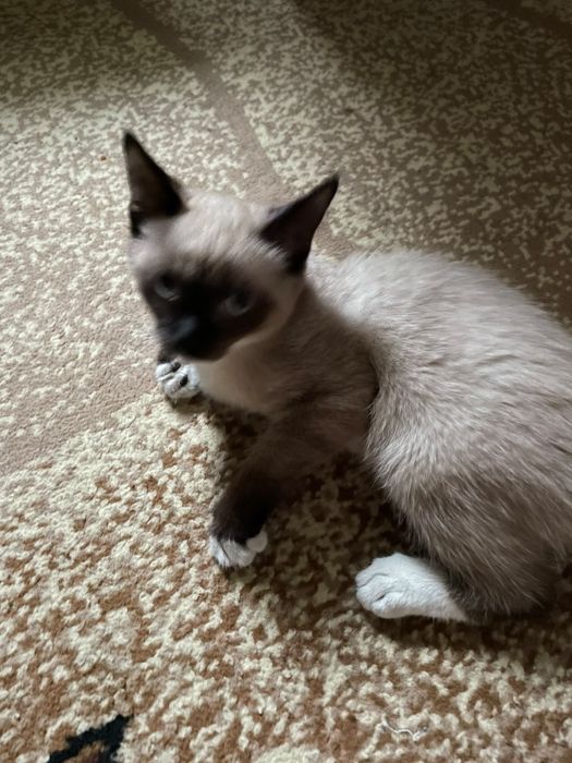 Сиамский котик ищет дом, ему 4 месяца