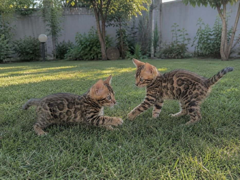 Două pisicuțe Bengal își caută noile familii!