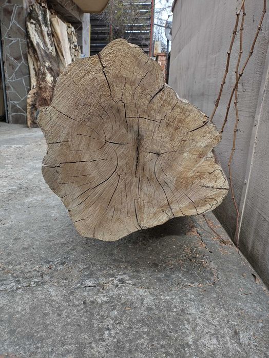 Trunchi/ buștean jugastru creț