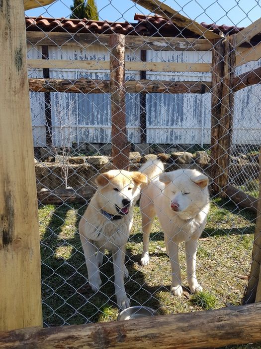 Дресура/обучение на кучета