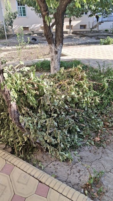 Дрова. хезум. утун бесплатно