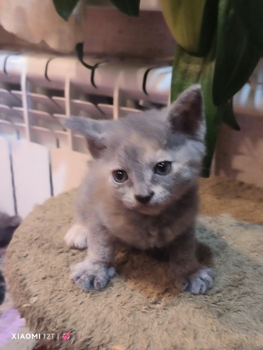 Отдам девочку котёнка,рожденую от сфинксов хорошие руки