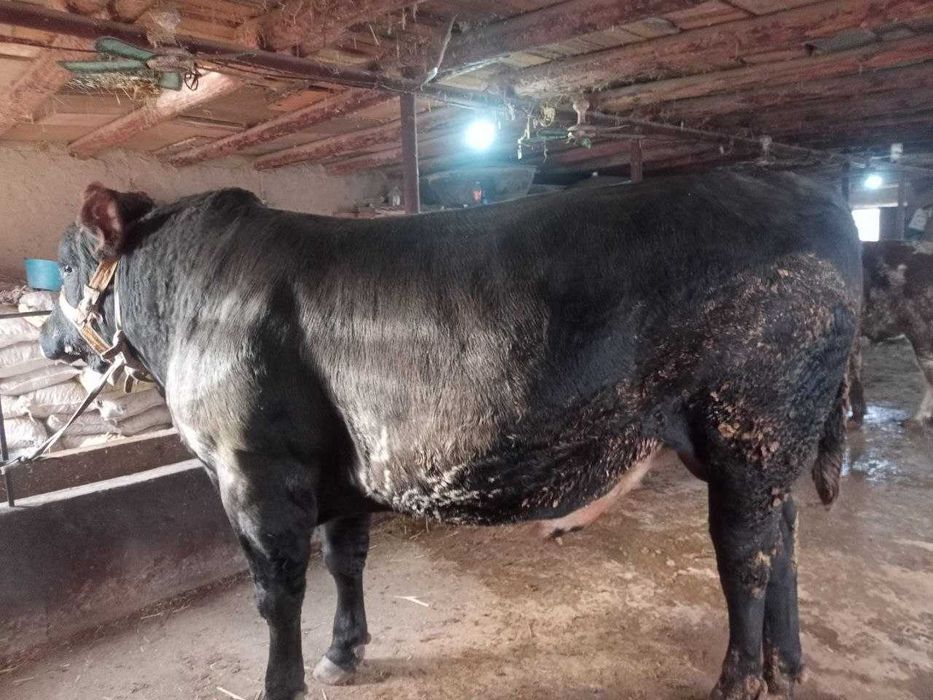 Go`sht yo`nalishida sifatli boqilgan buqa sotiladi