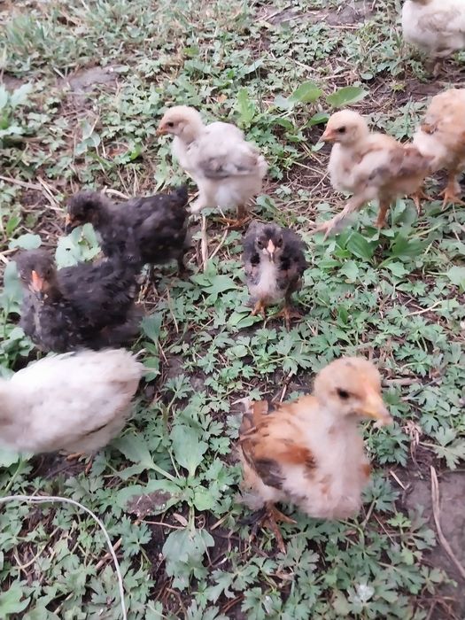Продам цеплят брама