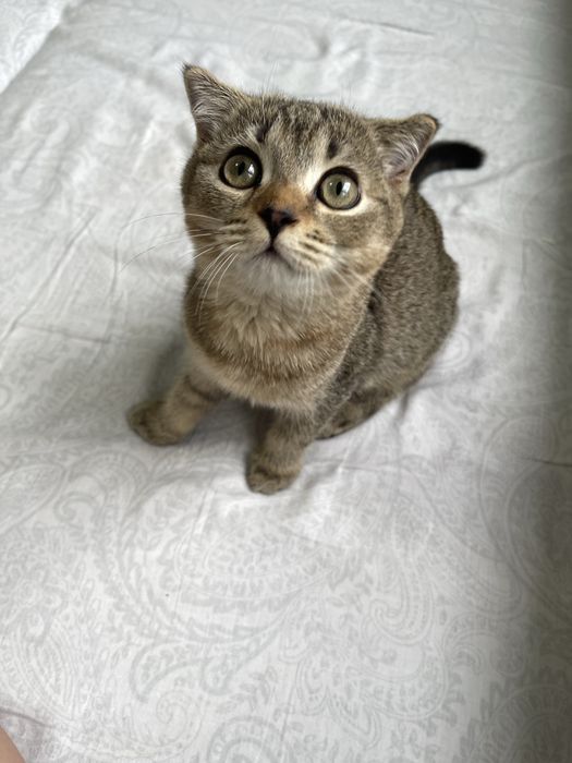 Шотландский вислоухий котик