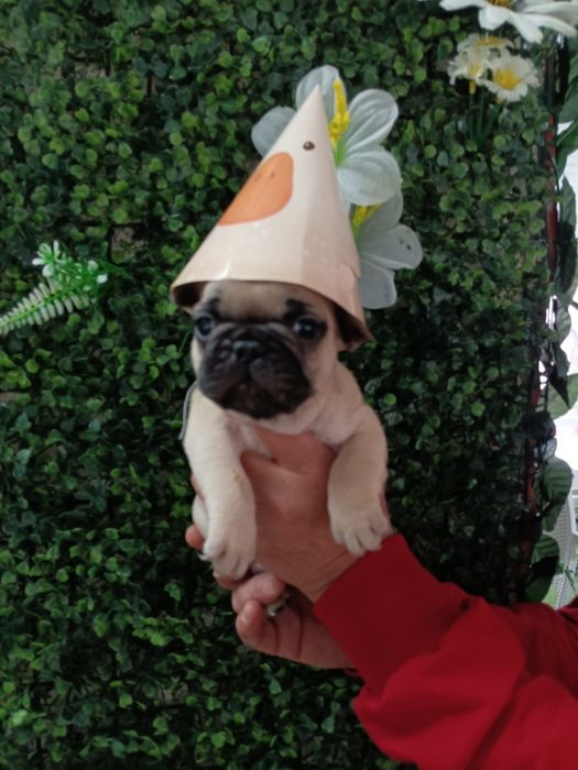Френски булдог french bulldog
