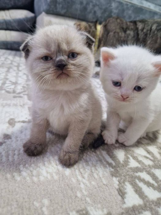 Зотдор мушук боласи