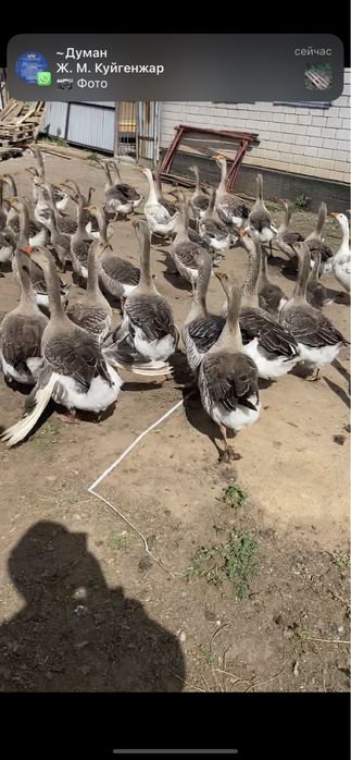 Продам гусей крупных