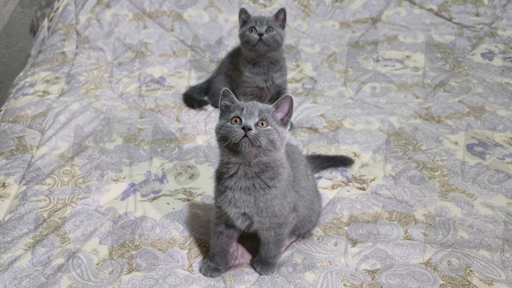 Британские короткошерстные котята премиум класса!