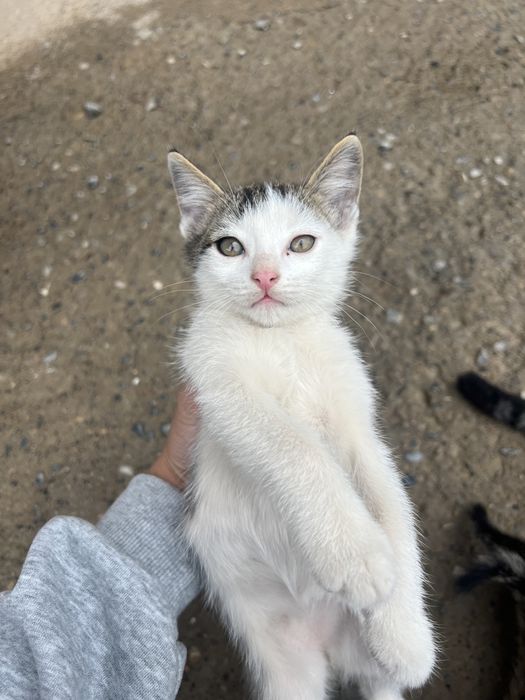 Хорошие котята в хорошие руки.