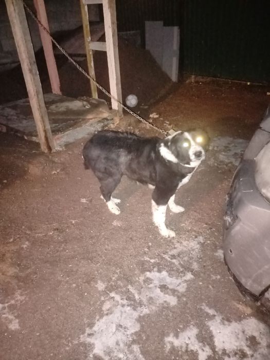 Собака цепный отрезаны