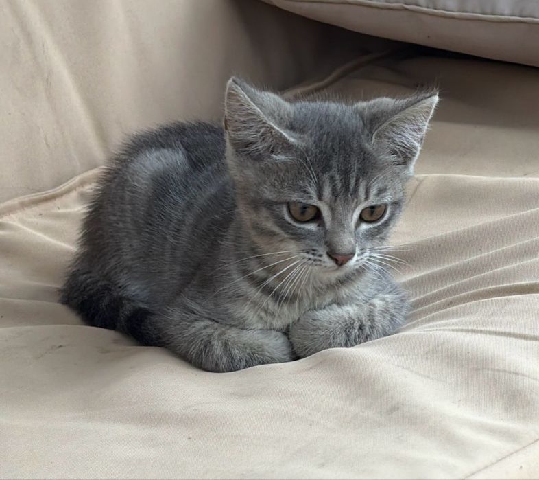 Котенок мальчик 3 месяца