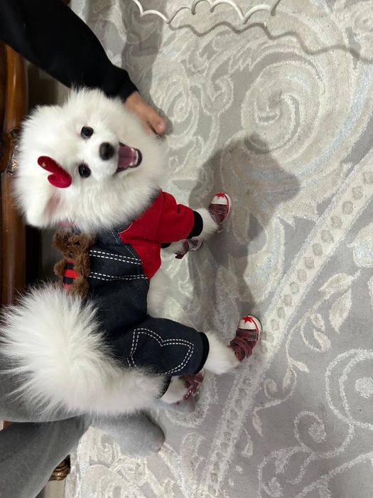 Померанский шпиц