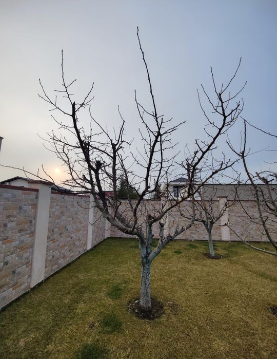 Taieri pomi fructiferi