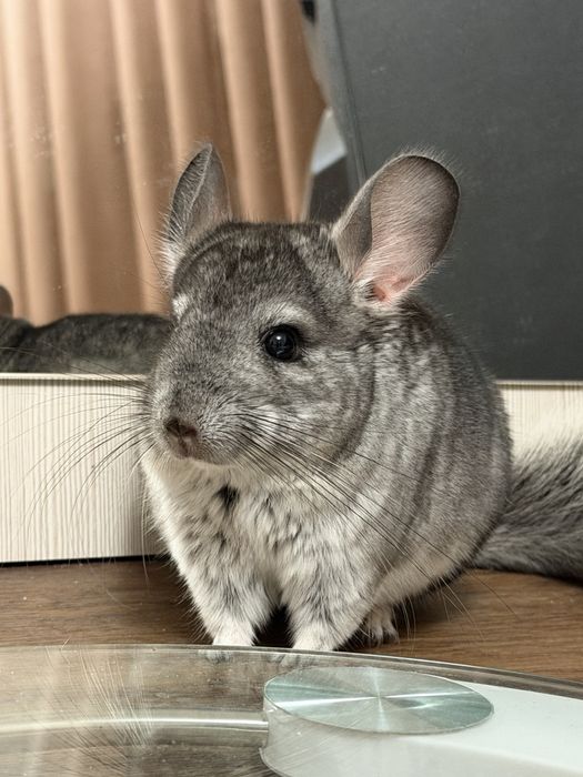 Продается Шиншилла серый