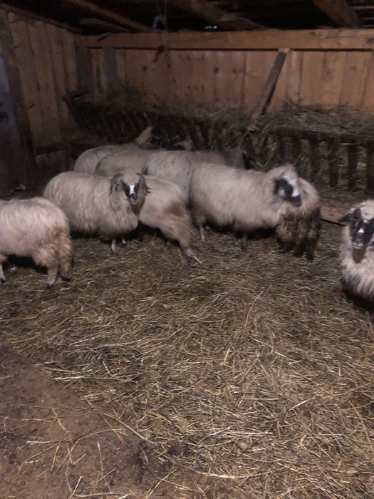 Vând 10 oi petrosani breze