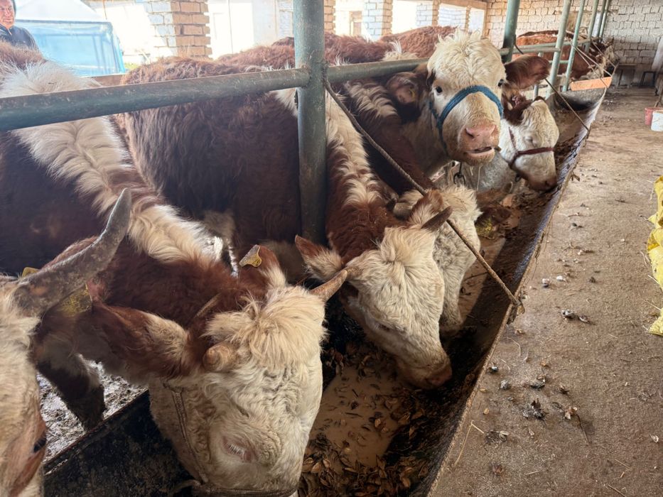 Sigir sotiladi qora mol chorva