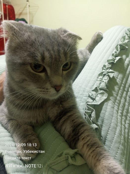 Ақлли мушук сотилади