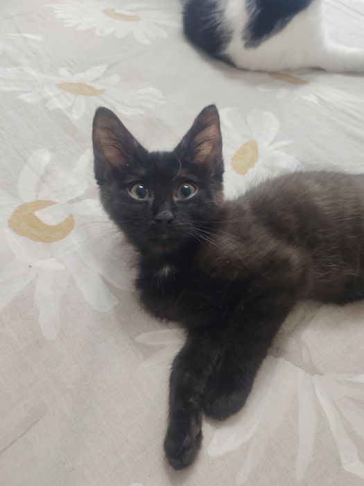 Отдам котенка в добрые руки
