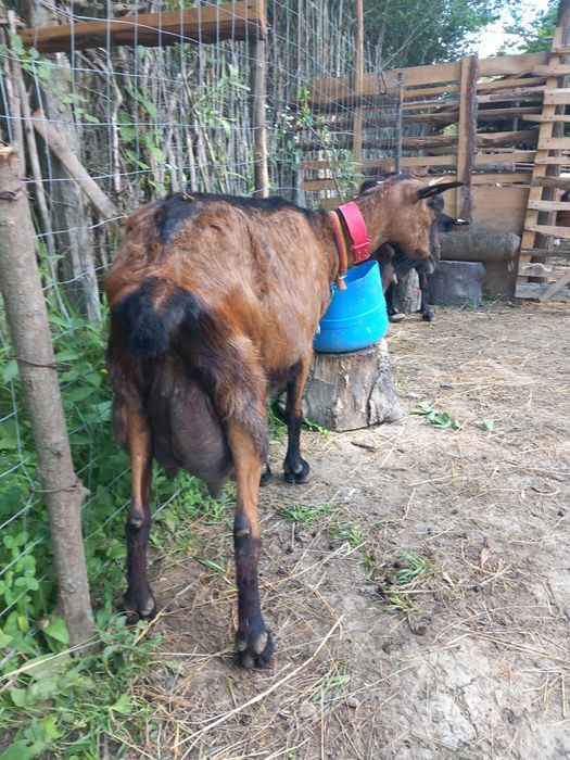 Vand  sau schimb 8  capre sannen și alpina franceză