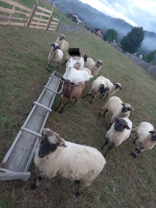 Vand mioare si oi