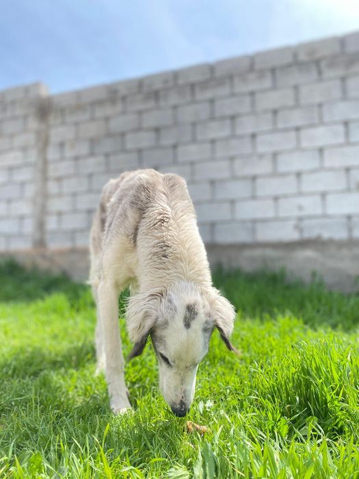 Собака  тазы казахская