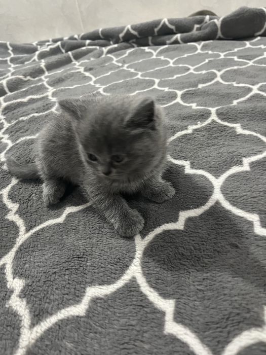 Котята британские