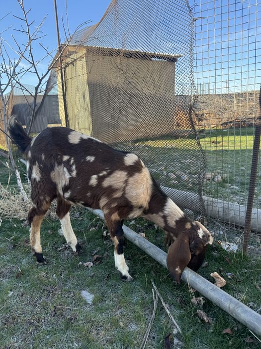 Нуб парода сатылады