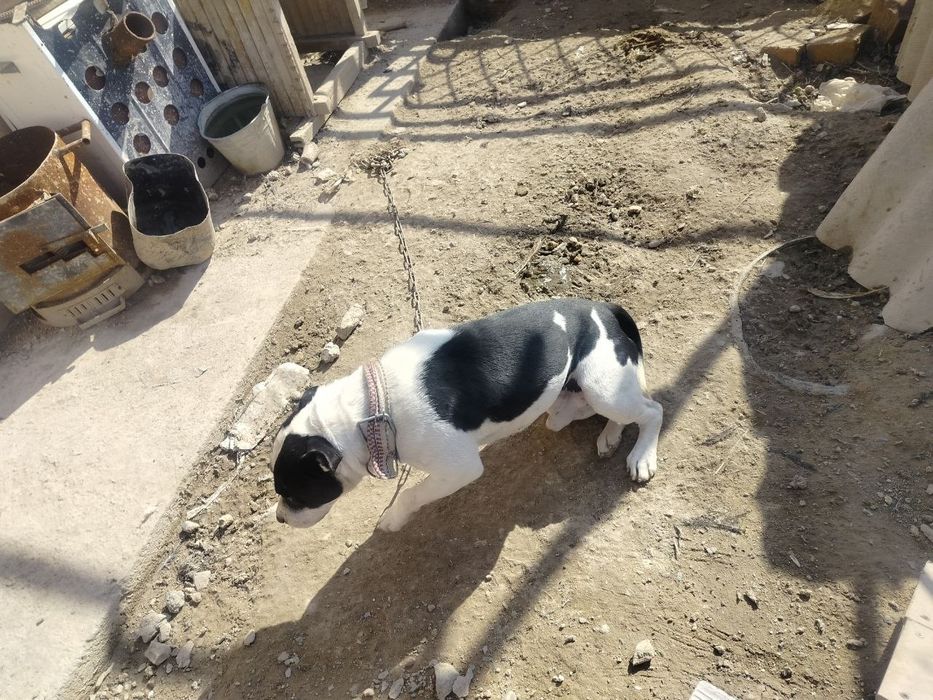 Собаки в добрые руки/Yaxshi qo‘llarga itlar beriladi!