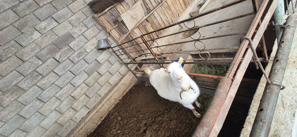 Орыс ешкі сатылады