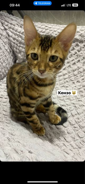 Кензо 2 йош ………..
