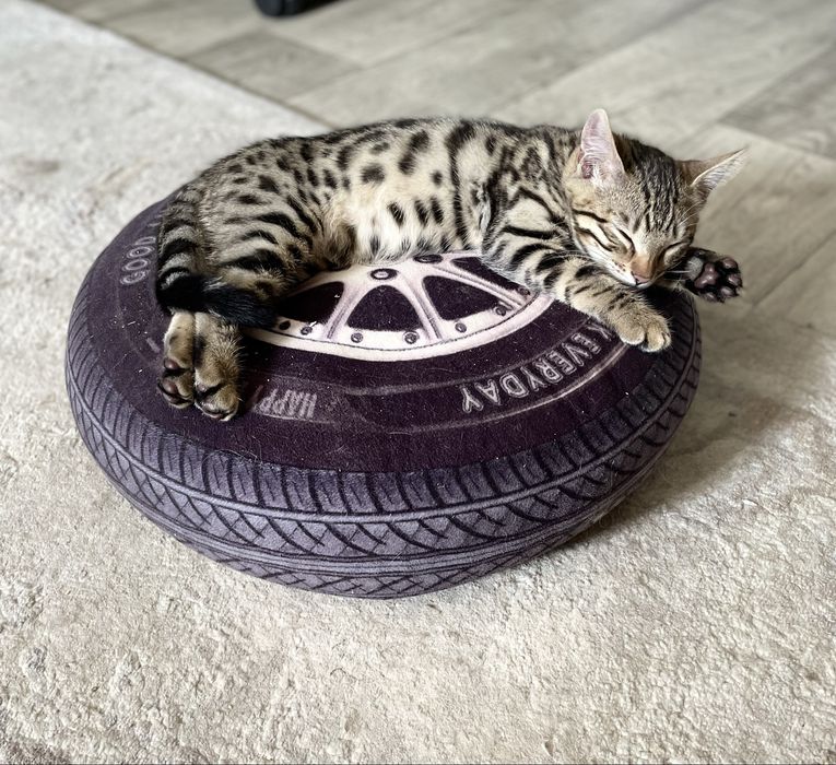 Бенгальские котята