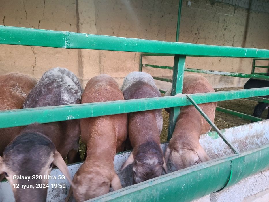 Qurbonlikka qõy sotiladi