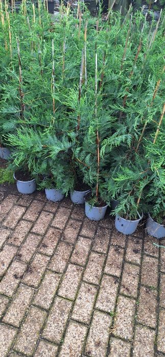 Tuia Leylandii Smarald Brabant Laur englezesc