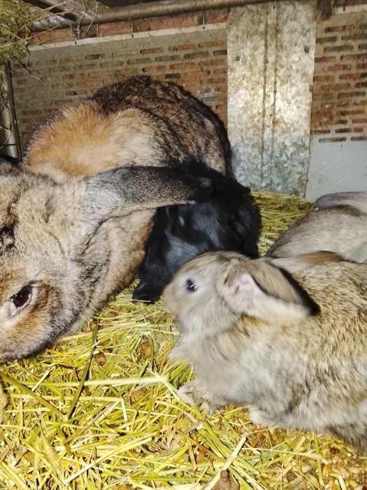 Продам кроликов, помесных