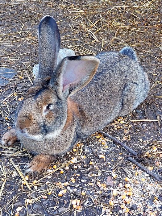 Iepure mascul Uriaș german