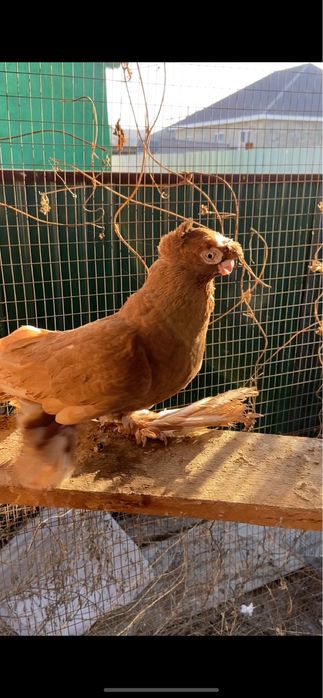 Продажа голуби город Талдыкорган