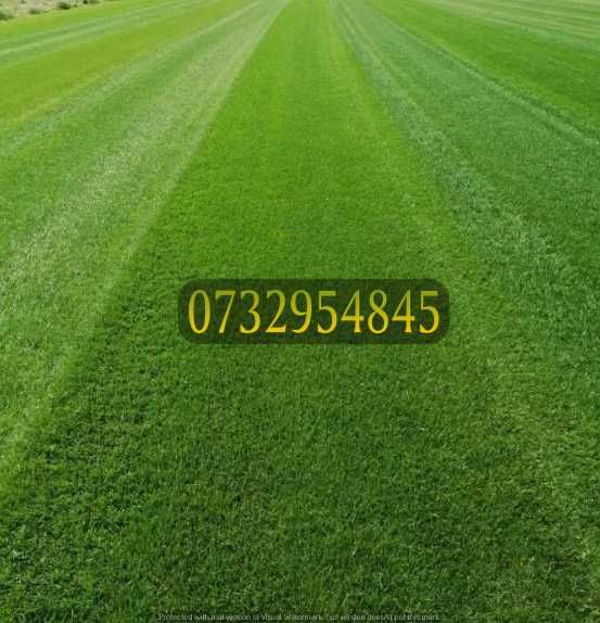 Gazon Natural de Calitate – Rezistent și Elegant