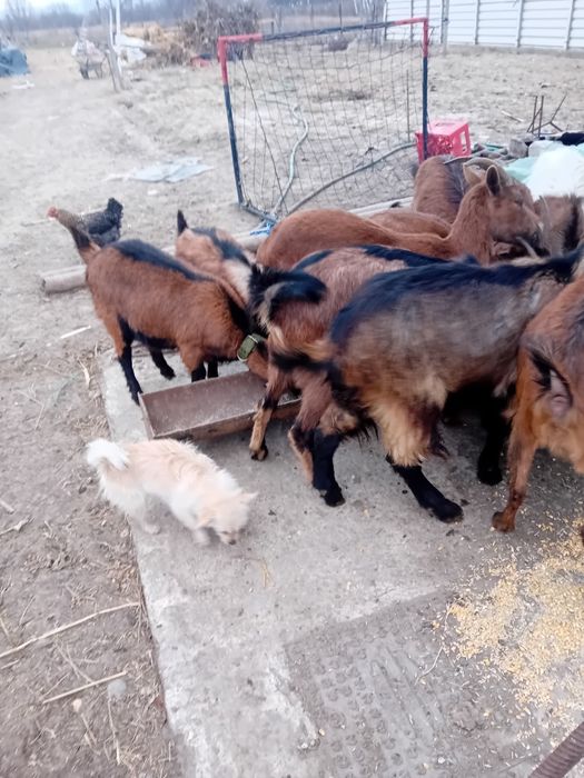 Capre alpine franceze