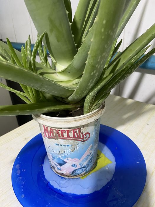 Алоэ вера с отростками.4,5 года