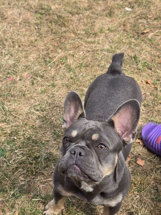 Куче френски болдок